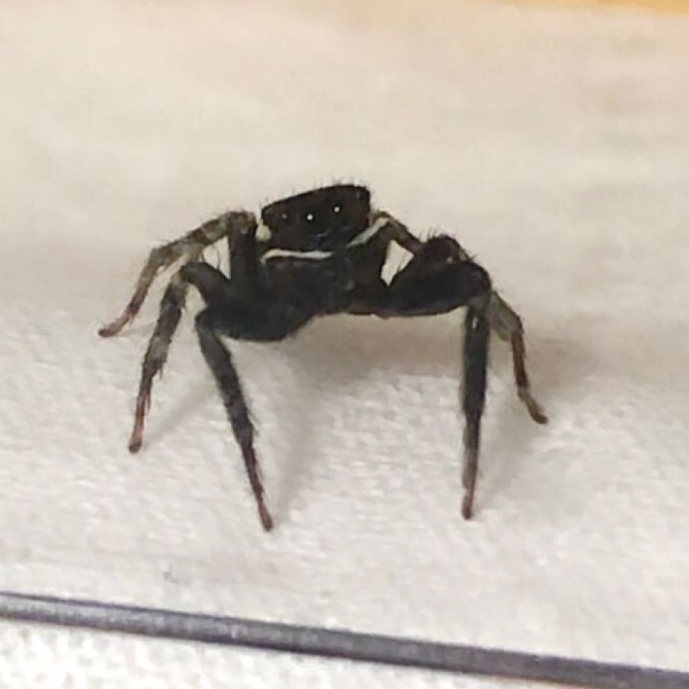 リトエ