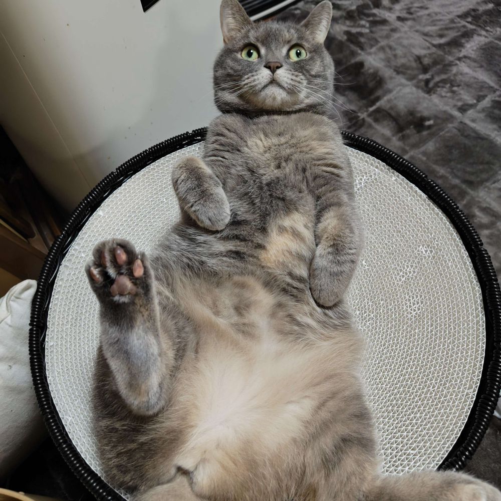 まげ