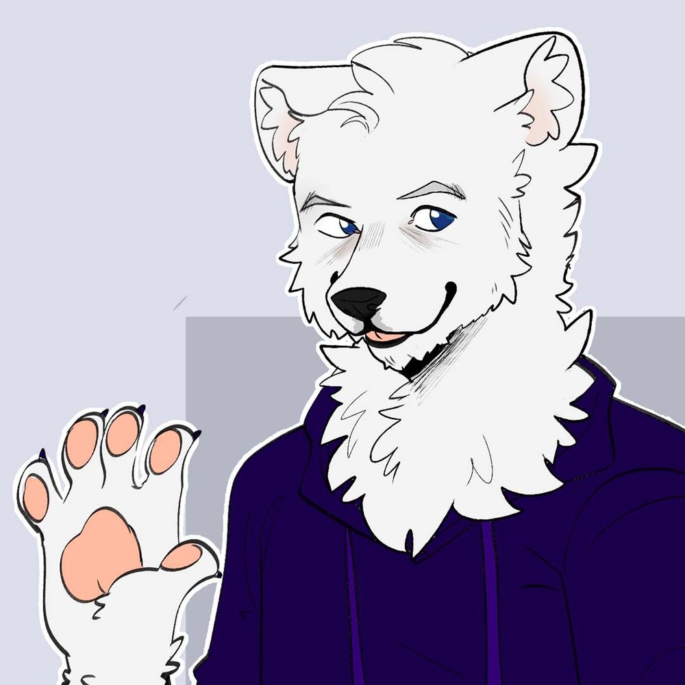 Matt the Samoyed