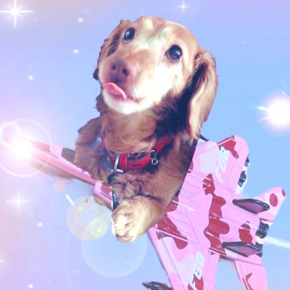 🌈ぷりん🐶🍮