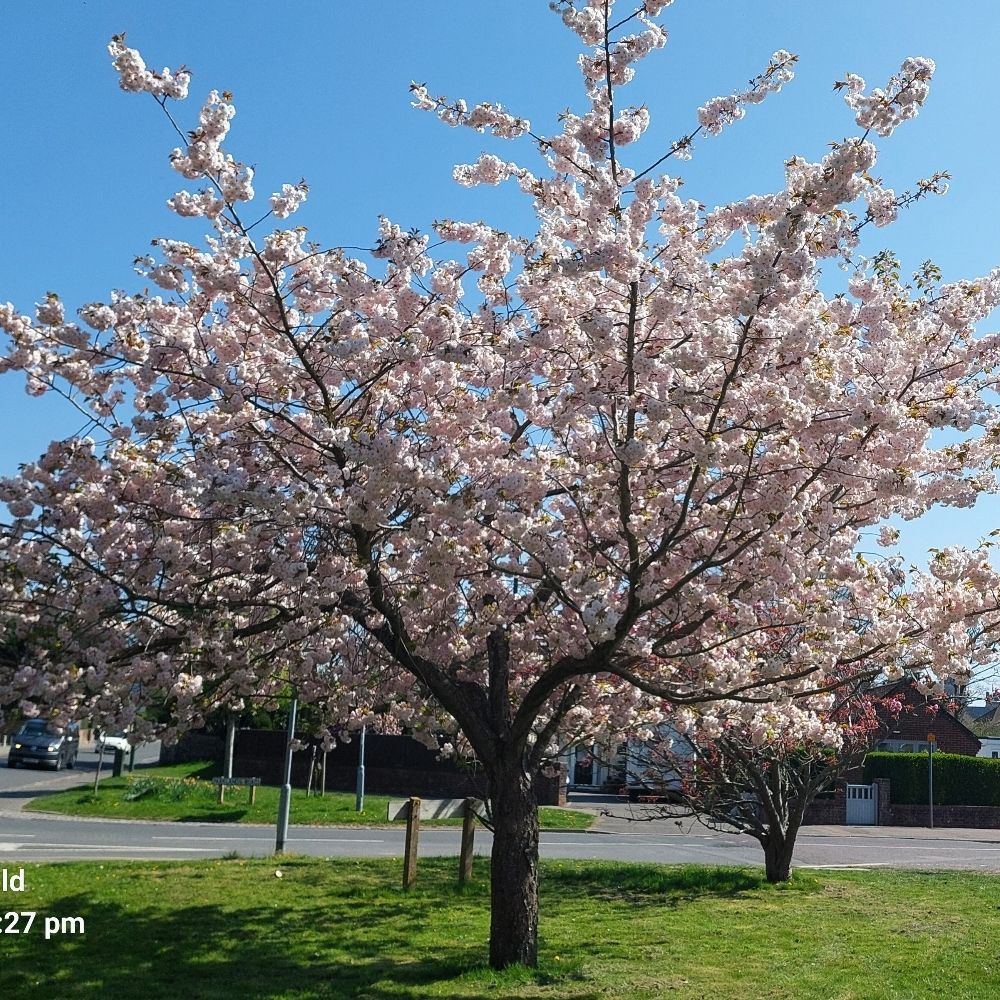 Chichester Tree Wardens