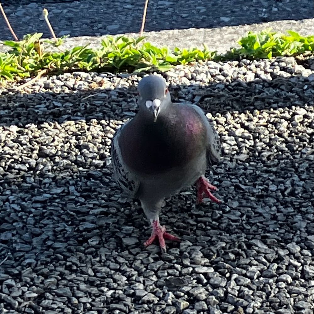 れふぃ＿太もも
