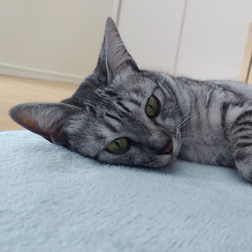 ひつじねこ