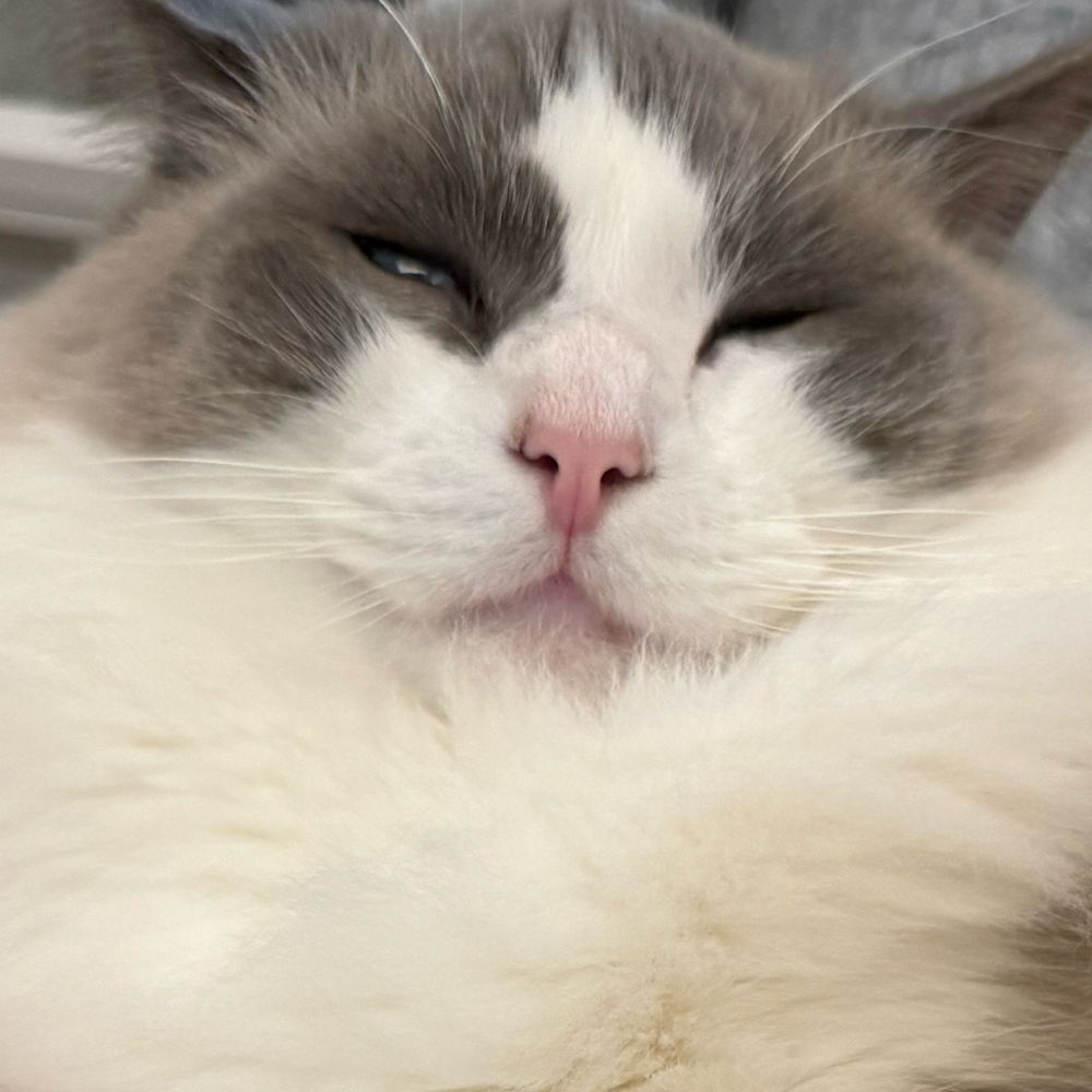 白目ねこ
