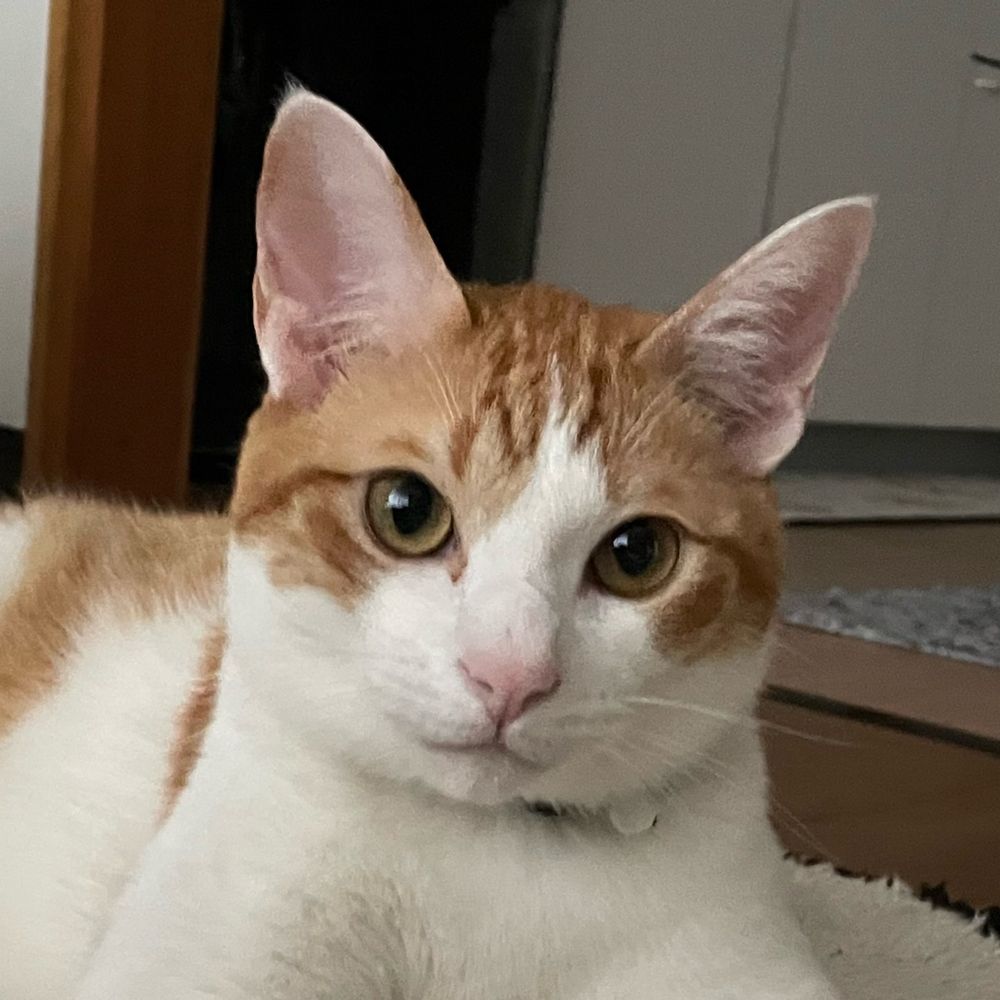 うなこ
