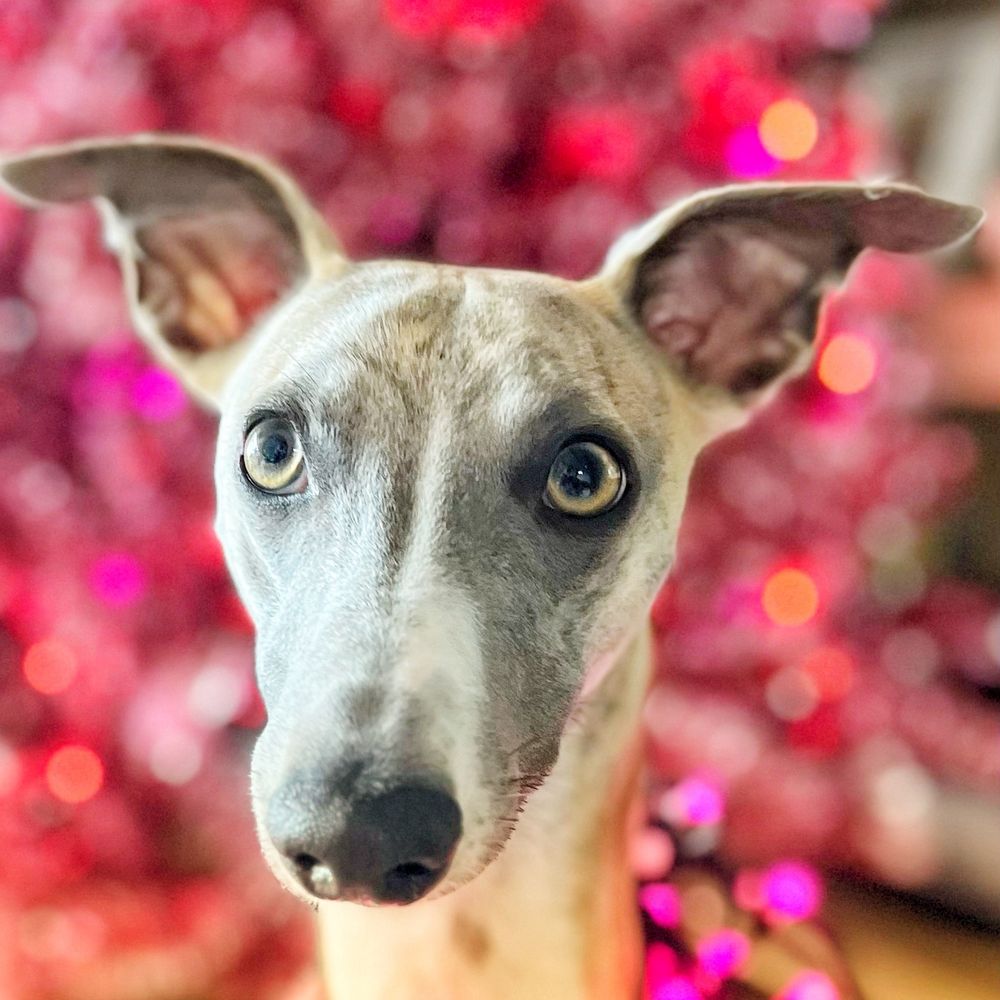 Tobytinkletoes 