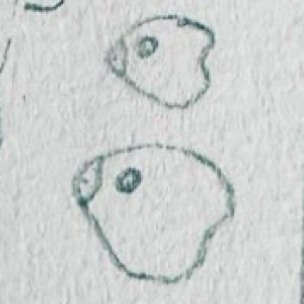 PIPI