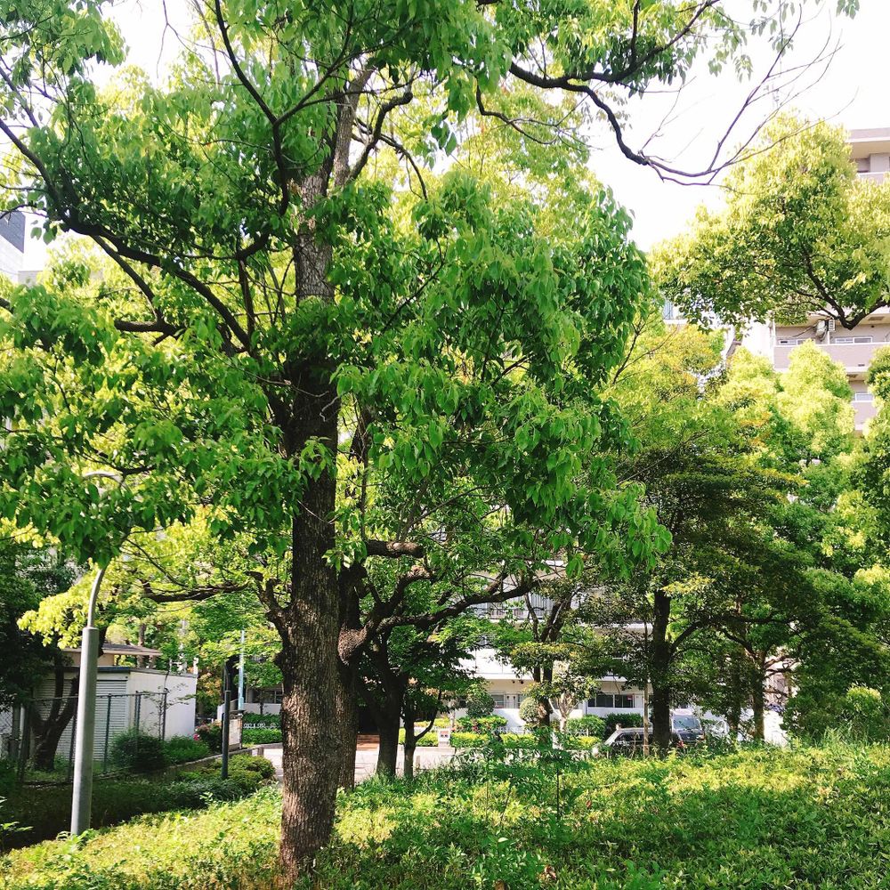 ゆふ🐿️