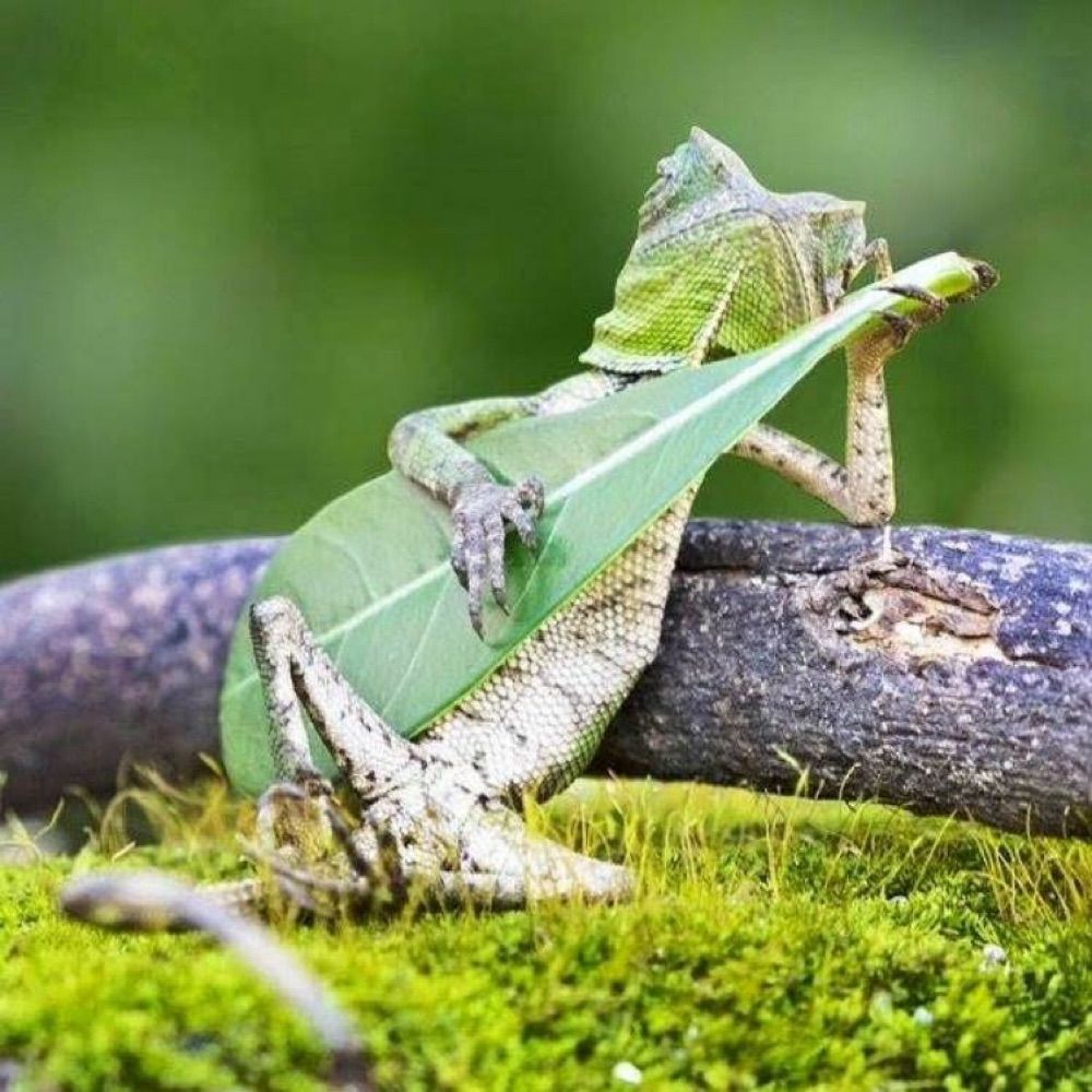 🔒DJ 💩 frogy🔒