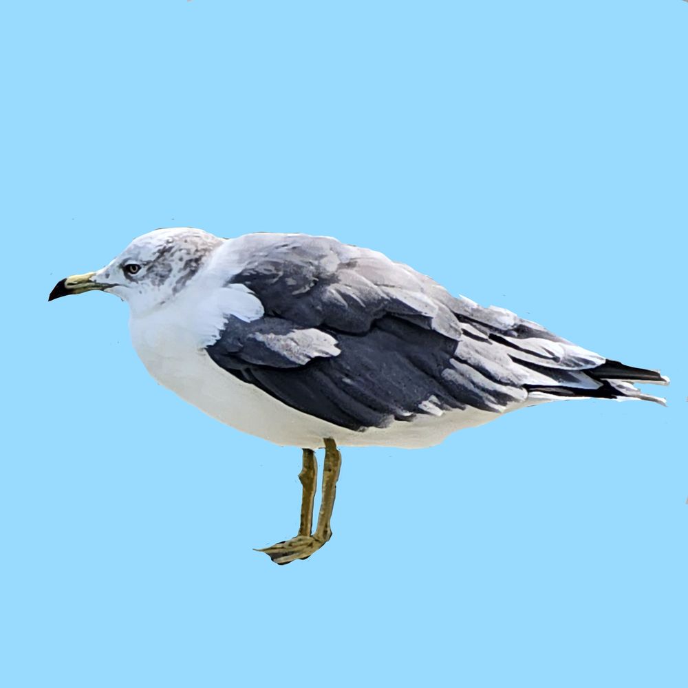 君代