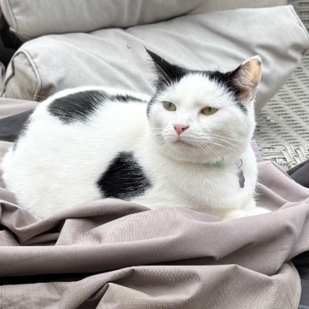Rosie the Cat
