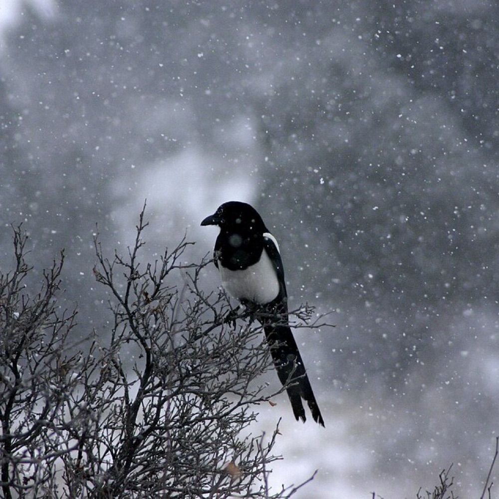 Magpie