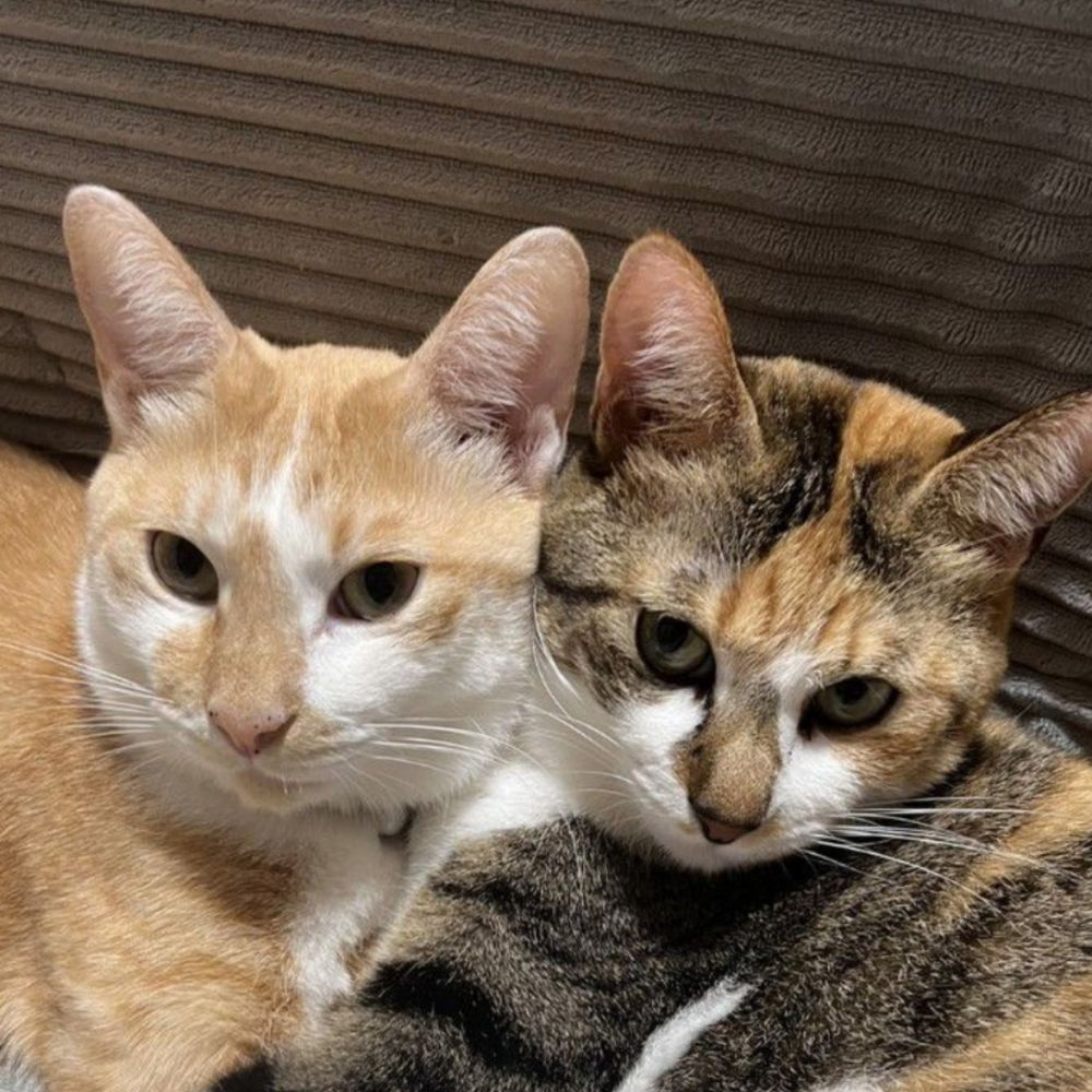 猫好き