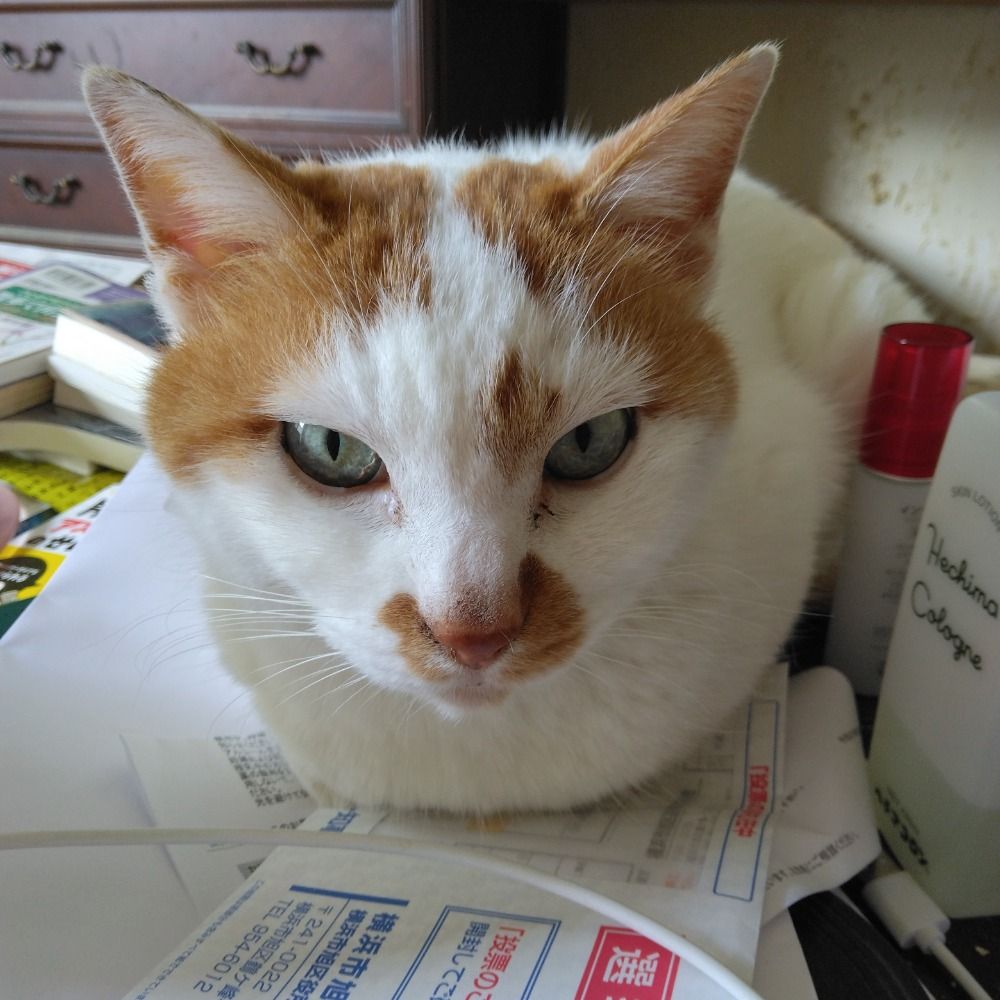金魚