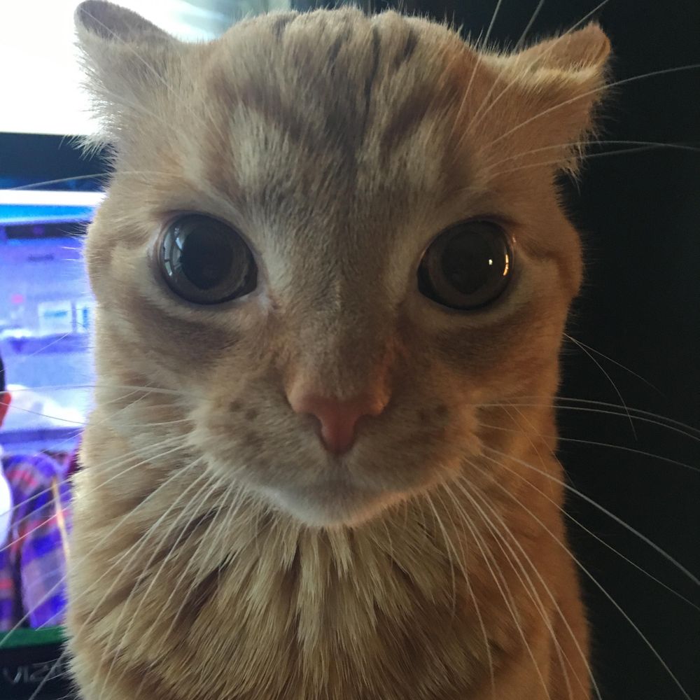 Purritty