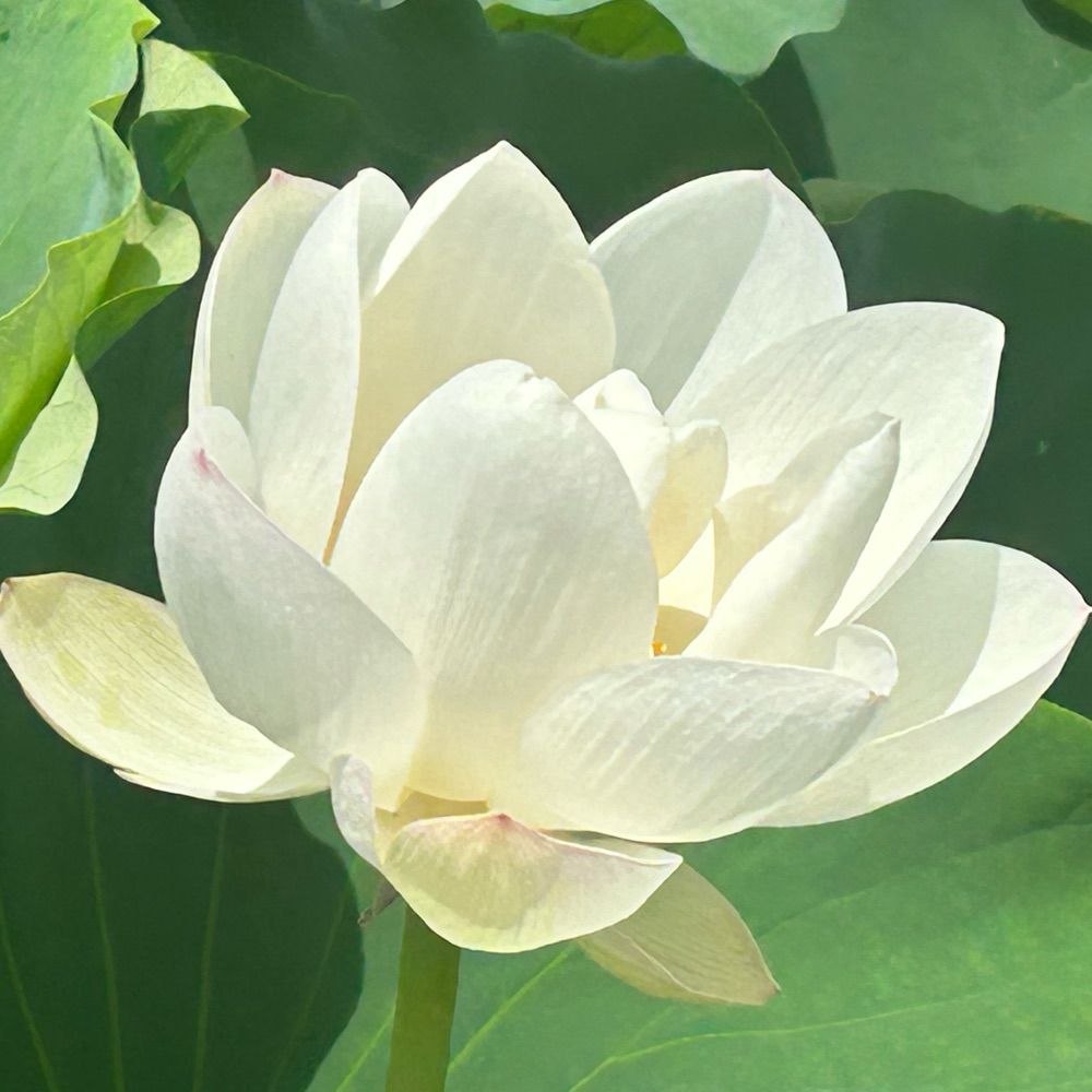 こうちや（koucha）