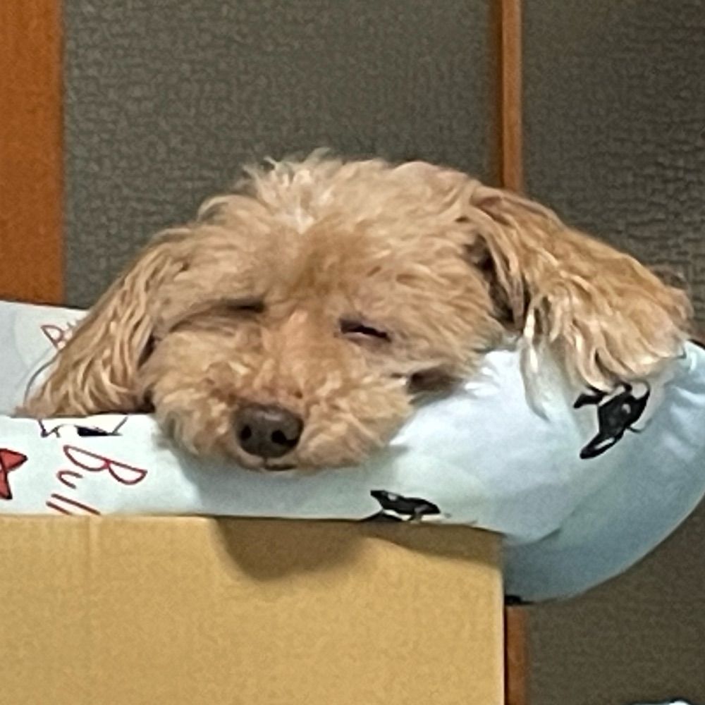 ドラちゃん