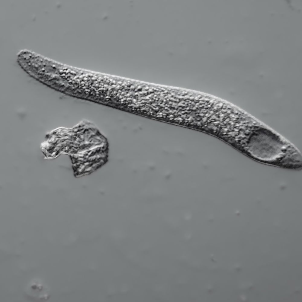 Microscopic World