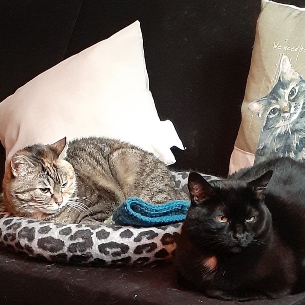 City Kitty Tales