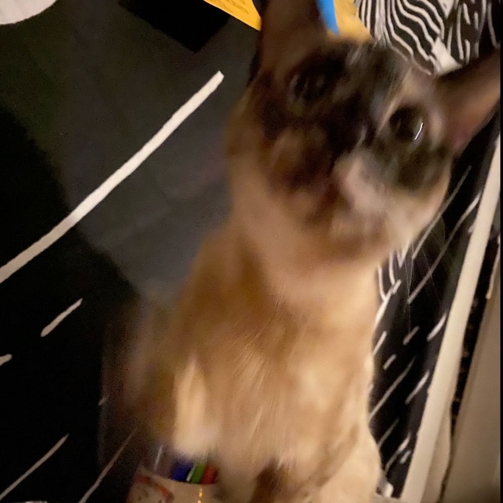 CJ