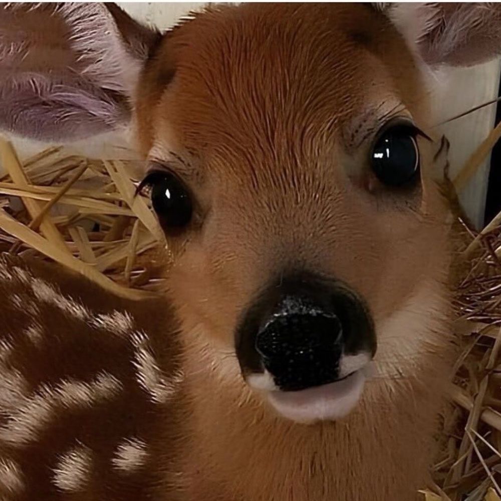 Charlie