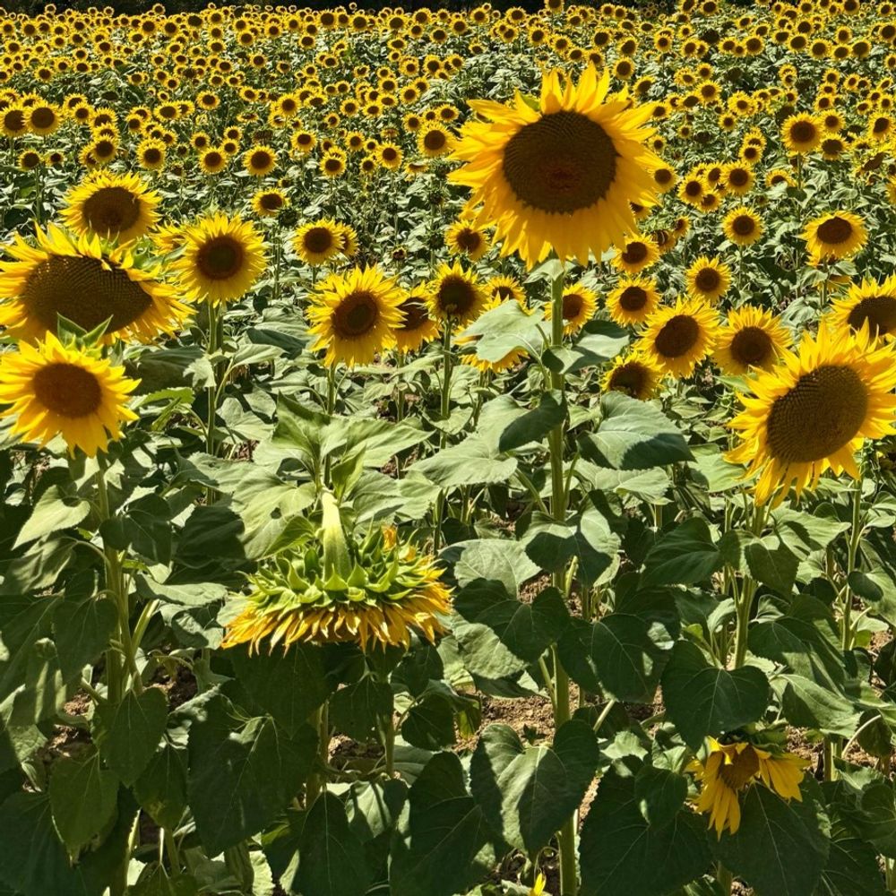 sunnybug.bsky.social profile picture