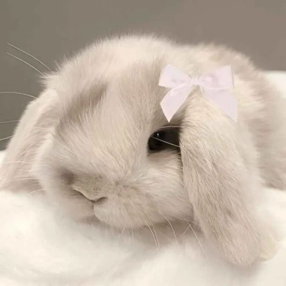 Bunnie