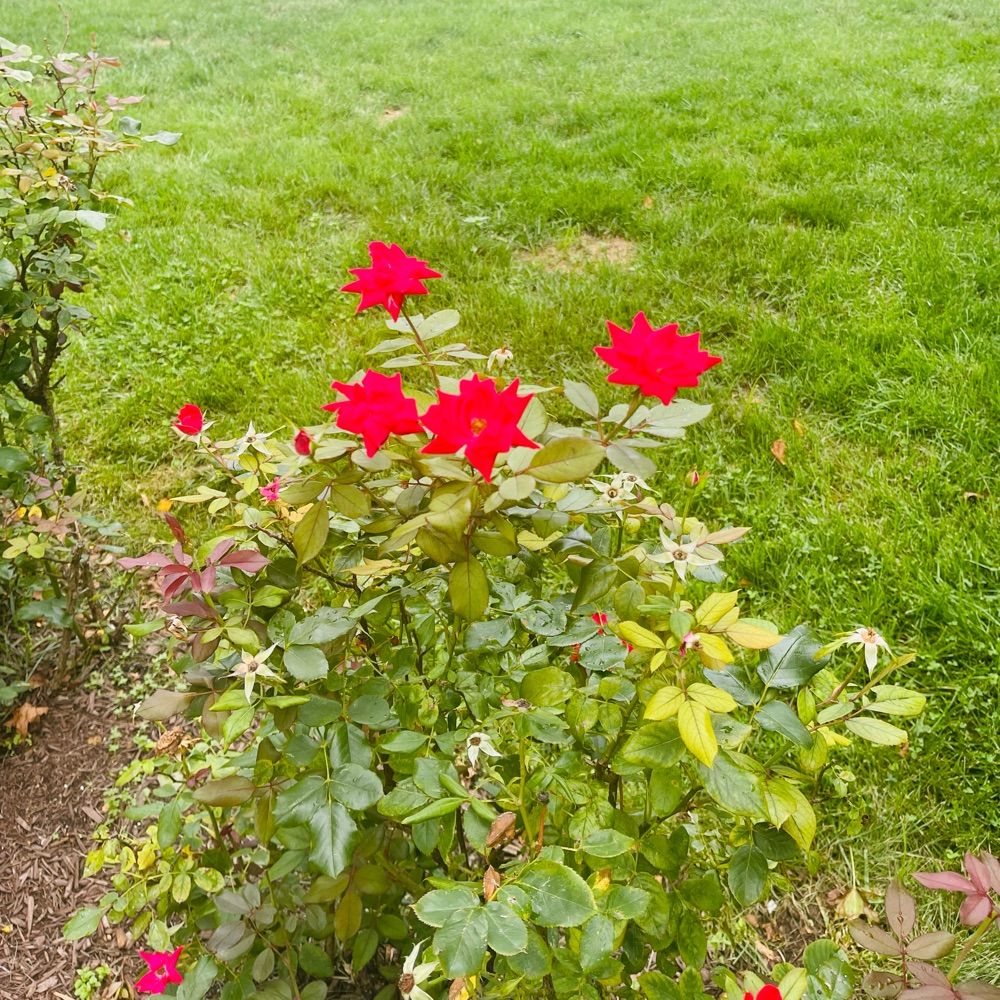Rose