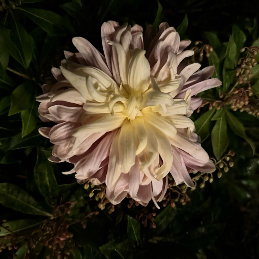 SecretMidnightGarden