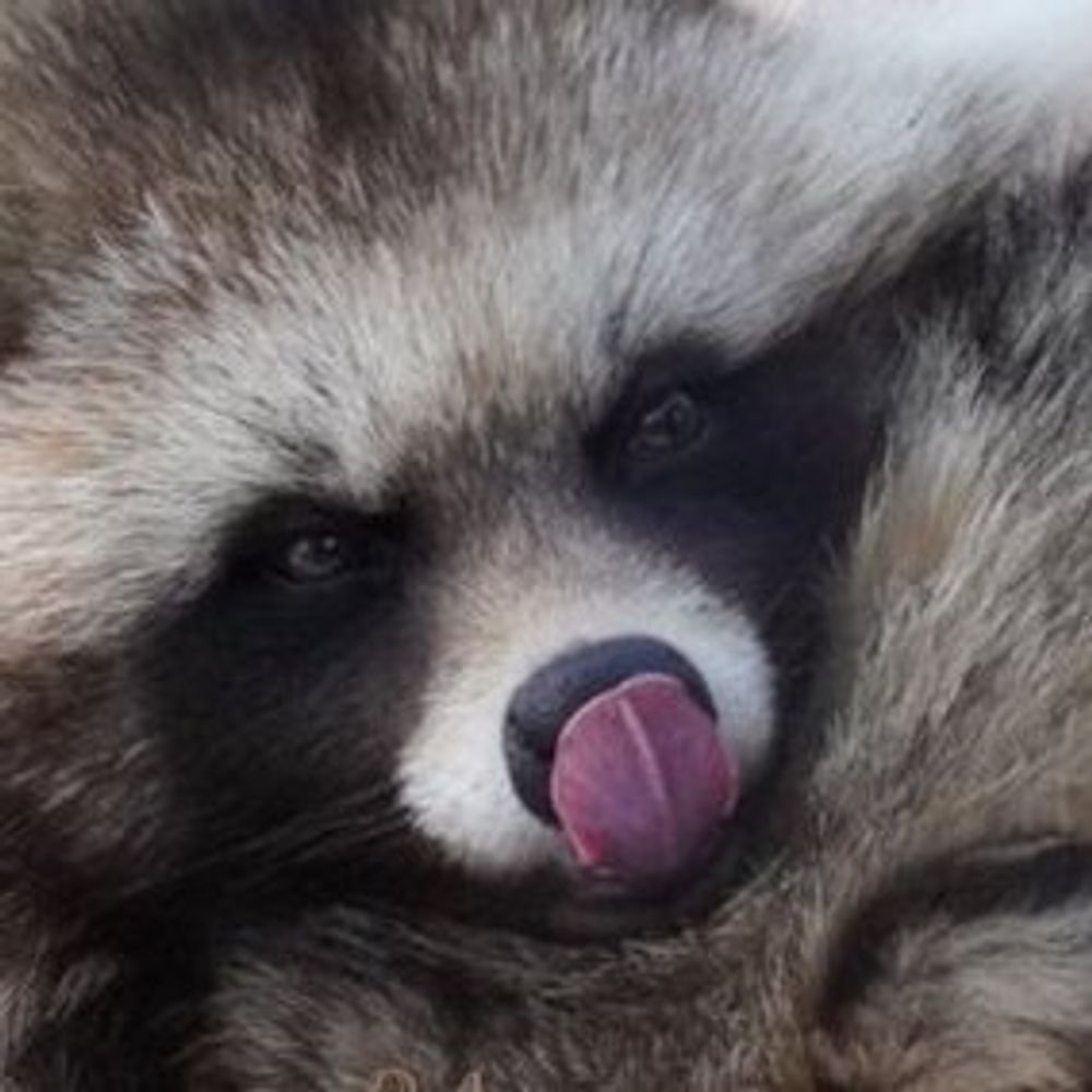 Daily Tanuki Bot