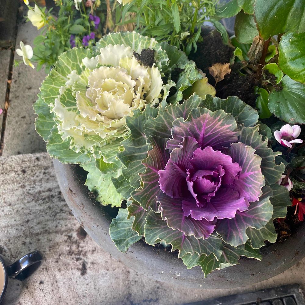 Just a fancy little cabbage