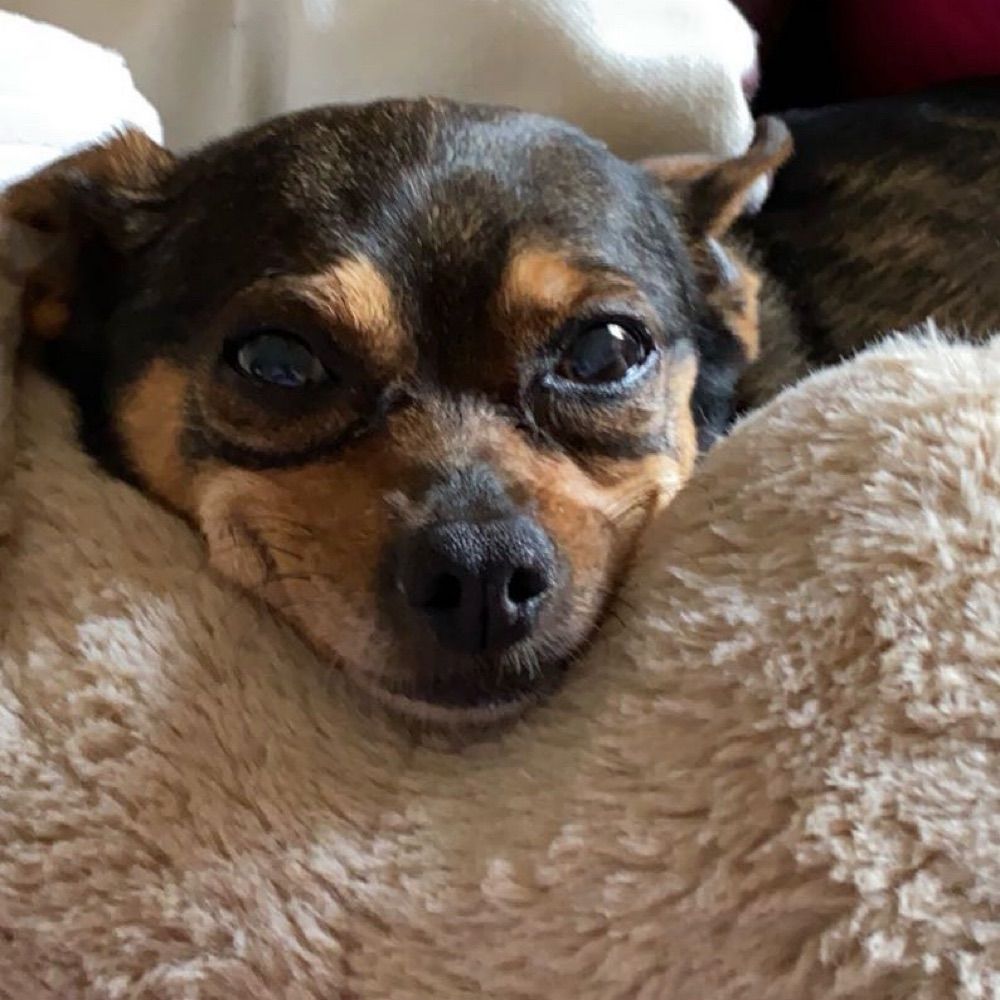 Gigithepuppy