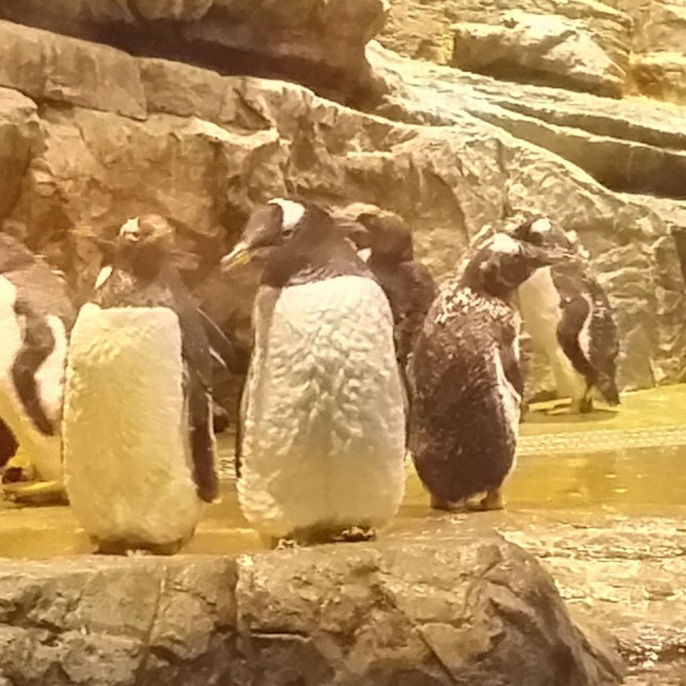 ペンギンP