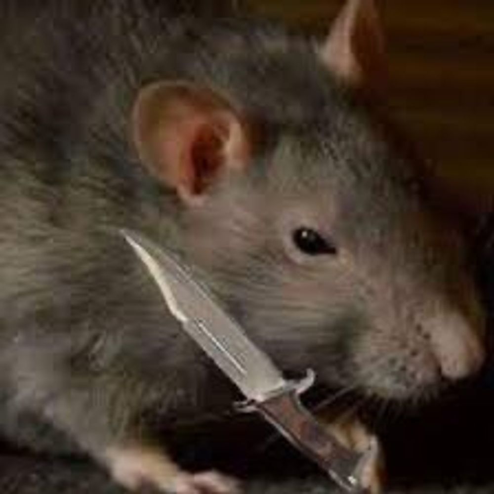 rat twink