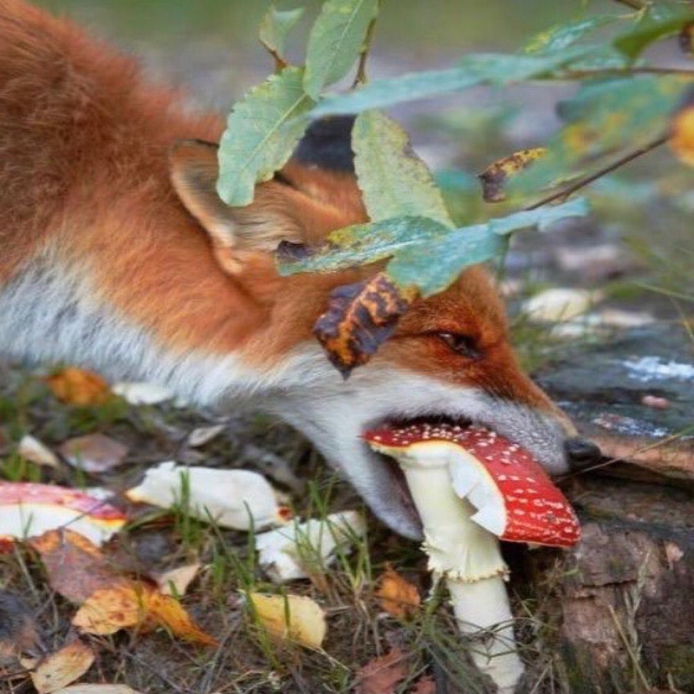 JC Fox
