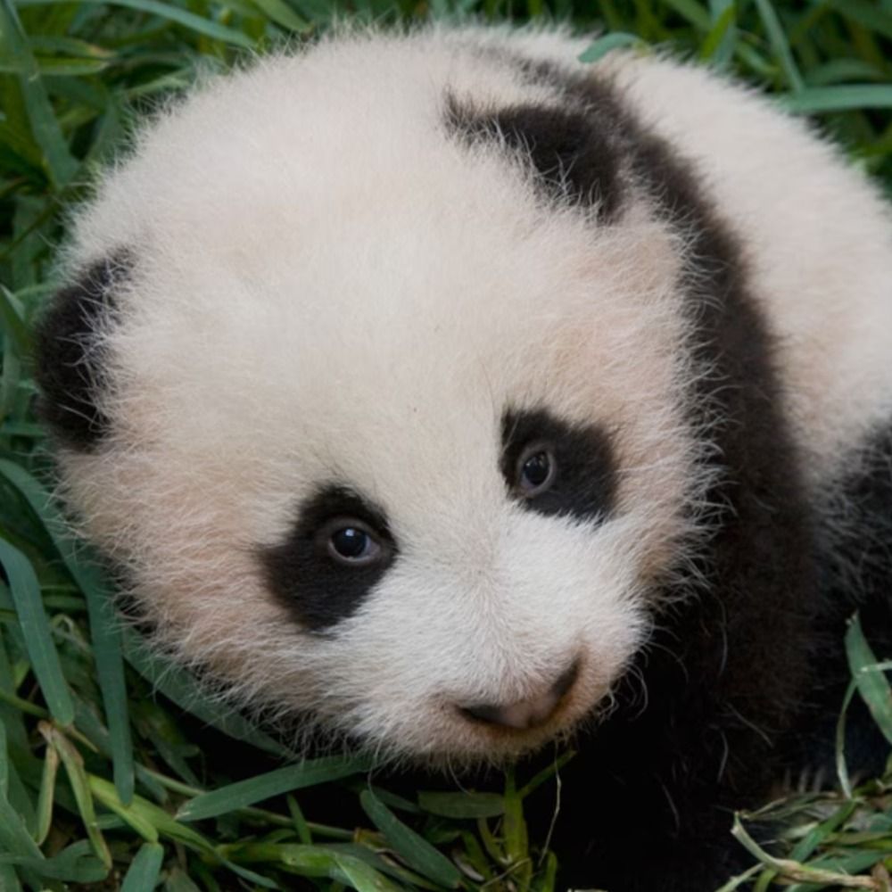 PandaWalrus