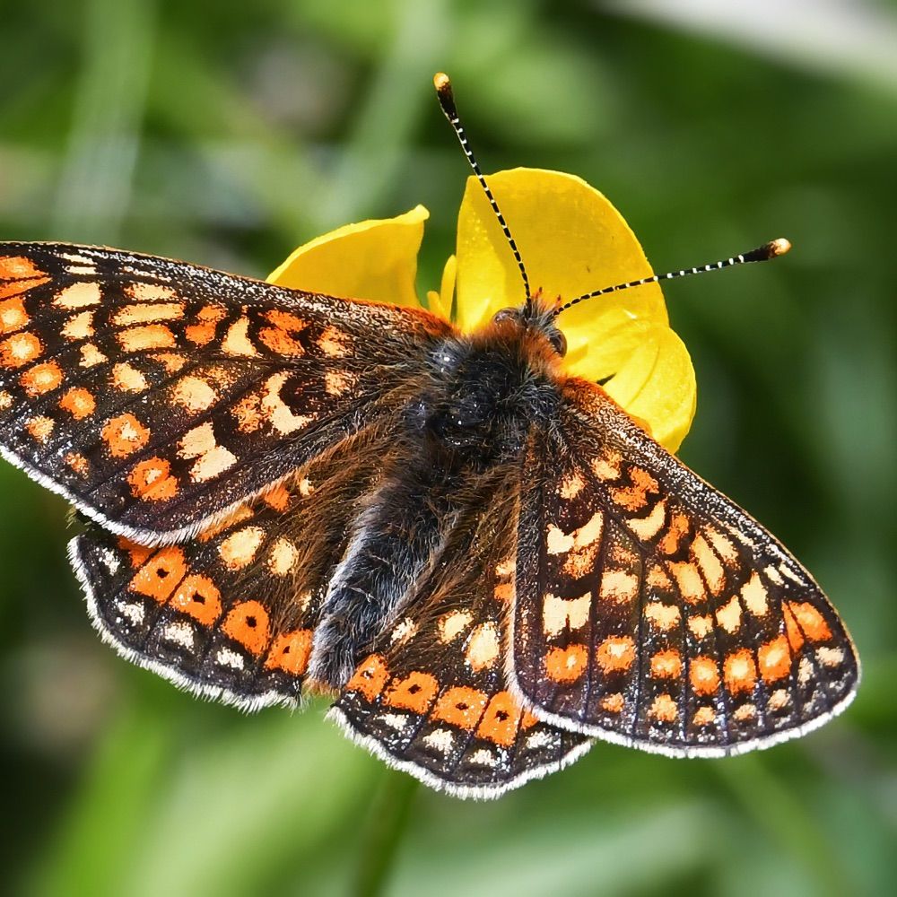 NATURE GUIDES