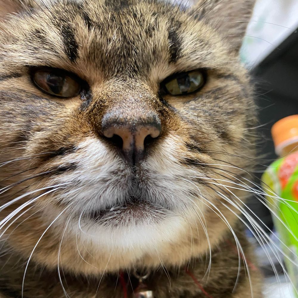 偉大なるニャーコラ様のしもべ