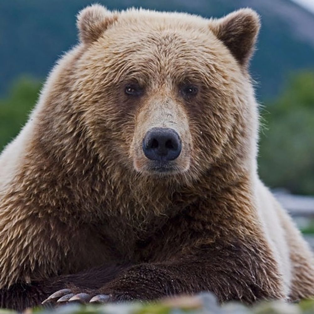 Grizzled