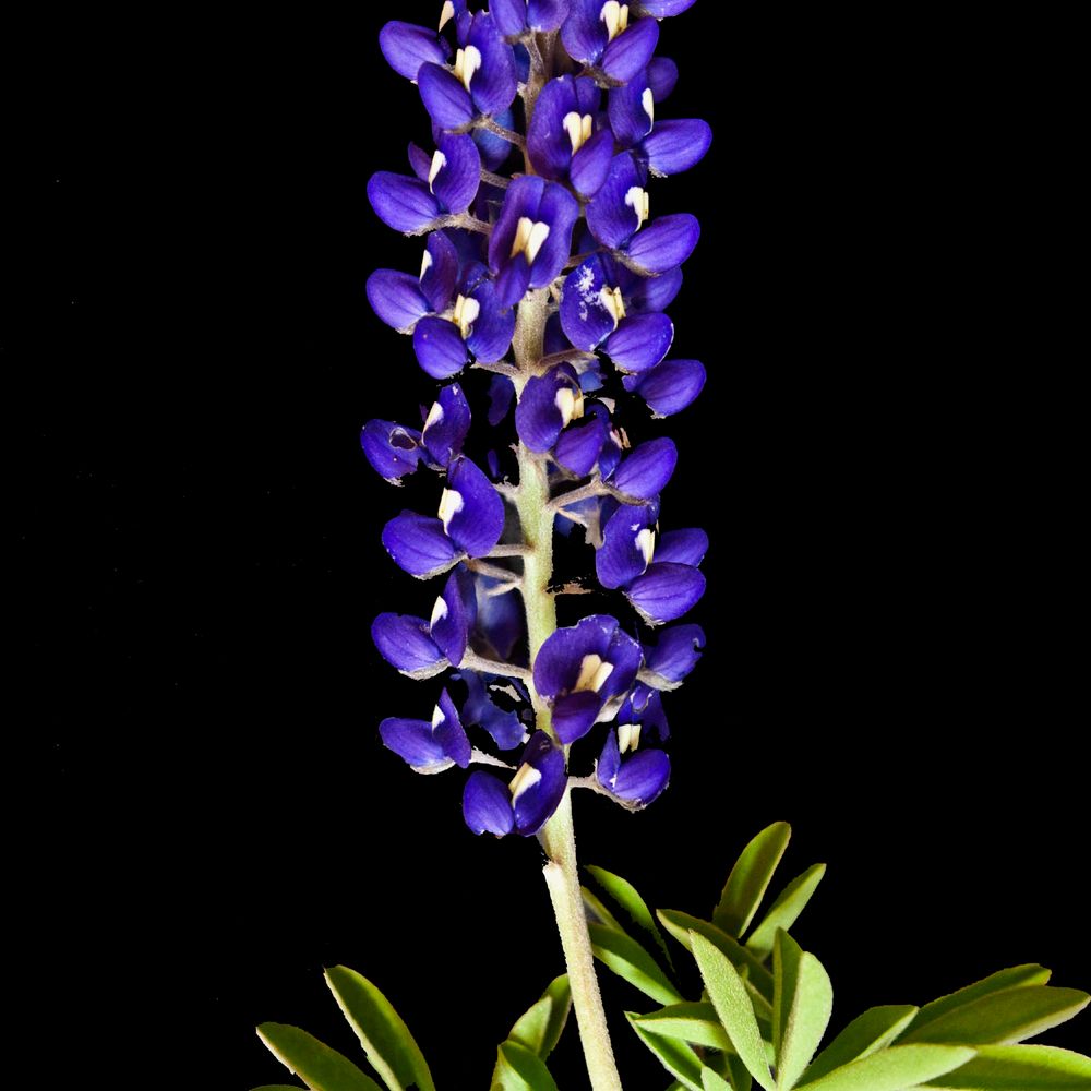 Bluebonnet Party of Denton