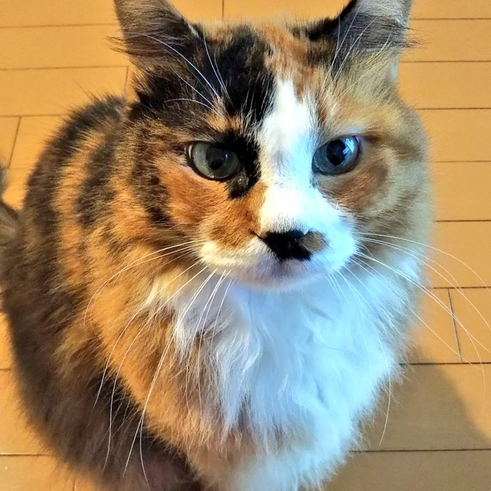 モヨ子
