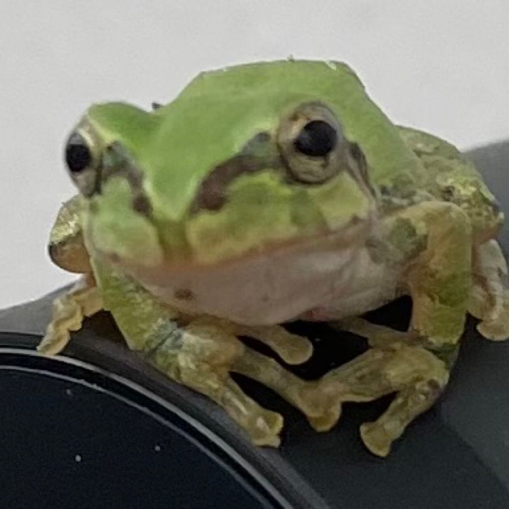 ☔︎あまがえるてゃ☔︎
