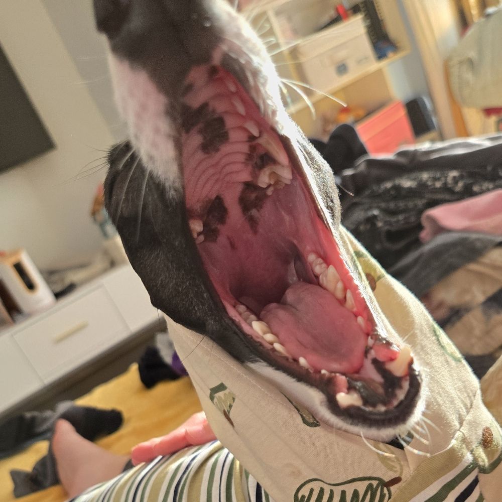 Luis Carlos Cuéllar