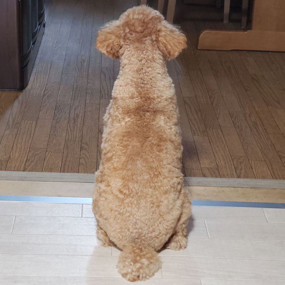 昴