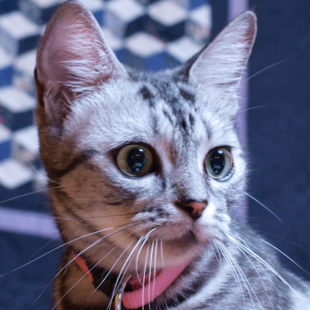 プニル