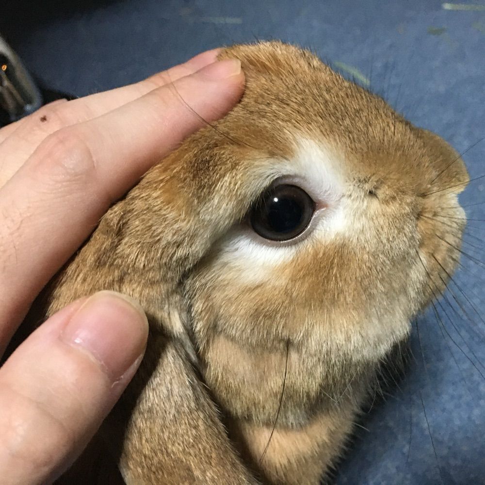 ひばひば