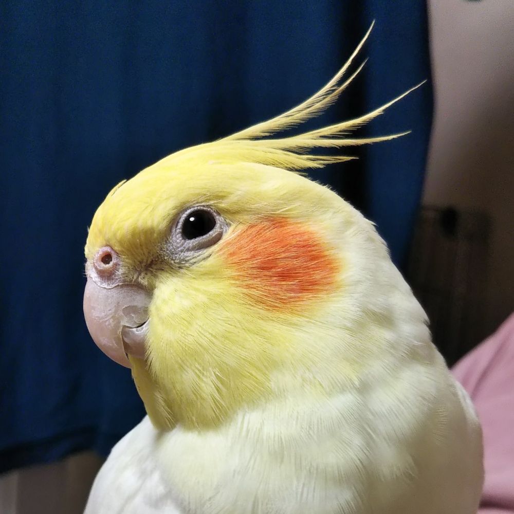 ここたろう☆