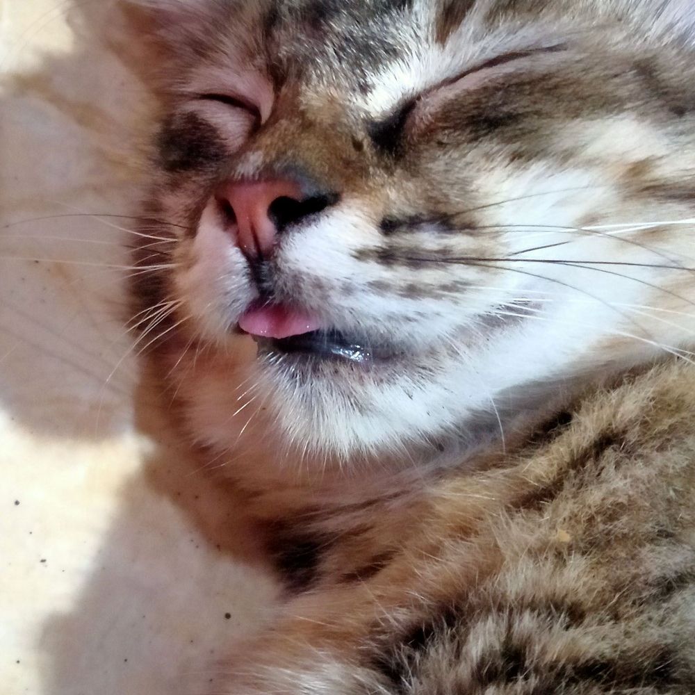 Mesufie 