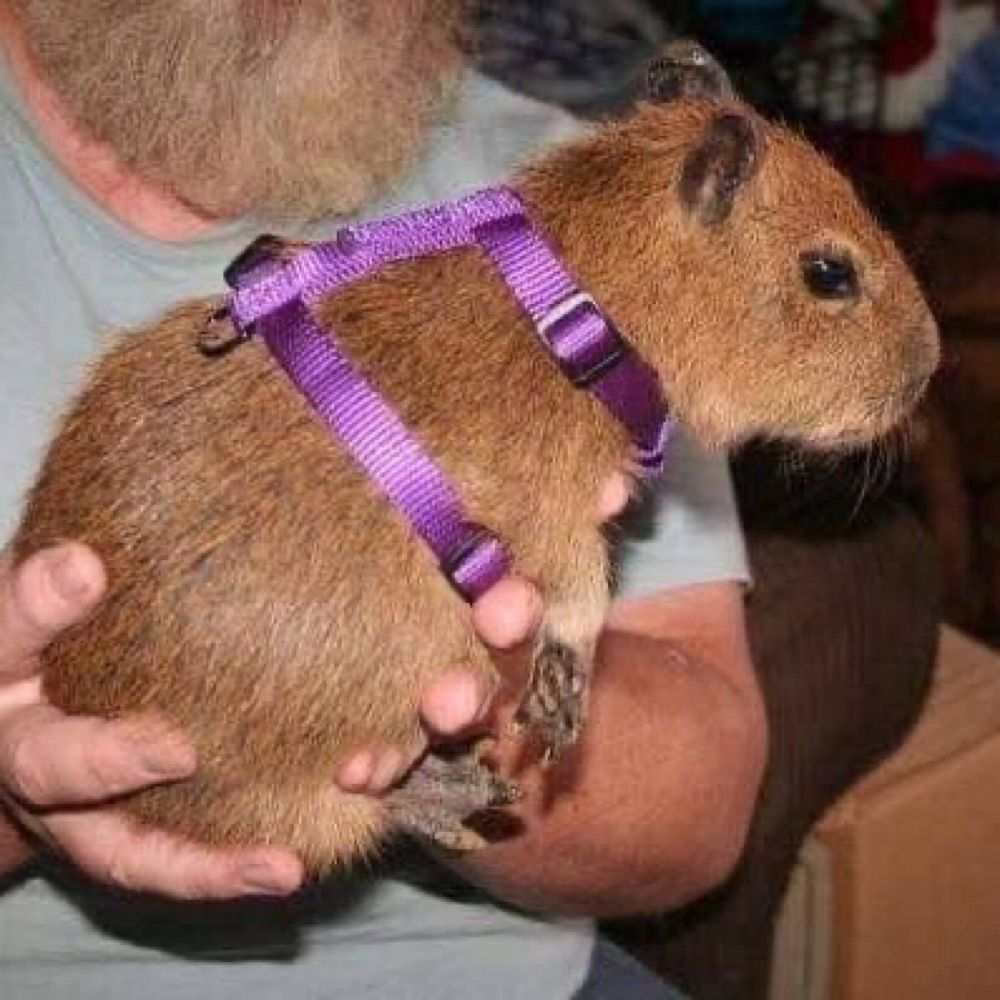arthur