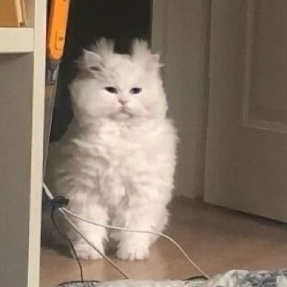 pipipuupuu